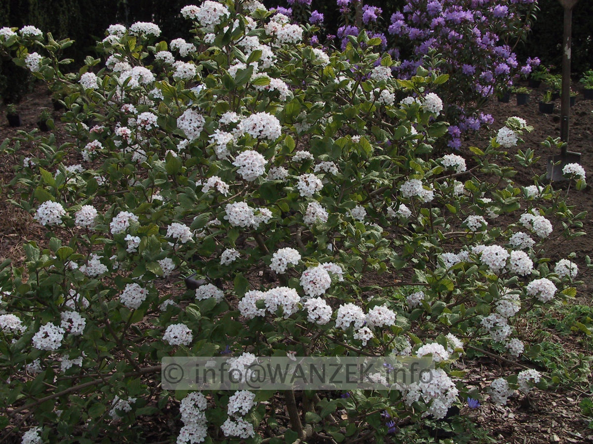 Viburnum carlesii 02.jpg